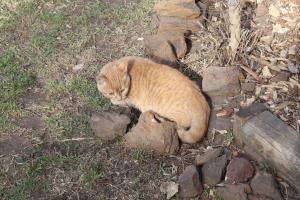 Kittan is hiding amongst the rocks - a favorite spot for her. 